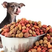 Dog food